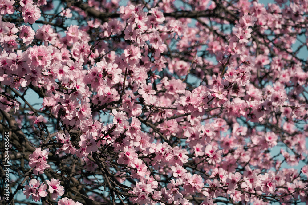 bright pink and white flowers on trees, blooming, spring landscape, beautiful background bright pink and white flowers on trees, blooming, spring landscape, beautiful background