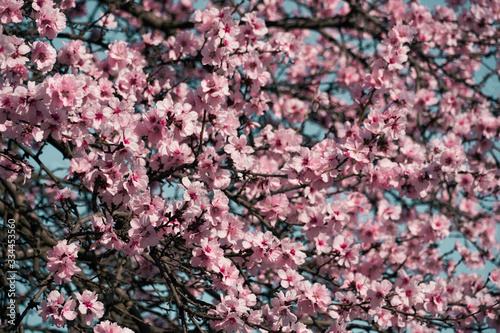 Fototapeta Naklejka Na Ścianę i Meble -  bright pink and white flowers on trees, blooming, spring landscape, beautiful background