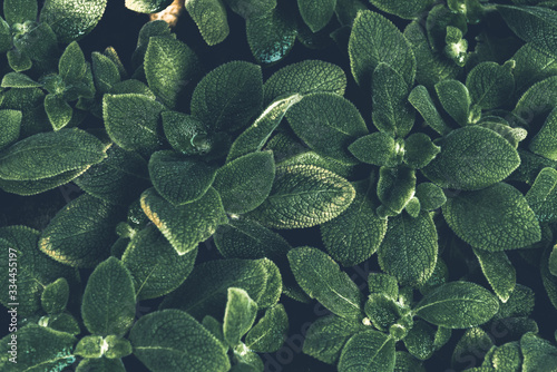 Greenery background of nature plant and leaf