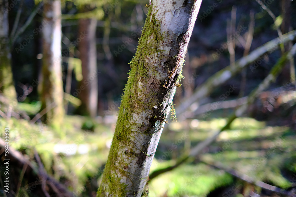 Moss covered tree in the woods Moss covered tree in the woods