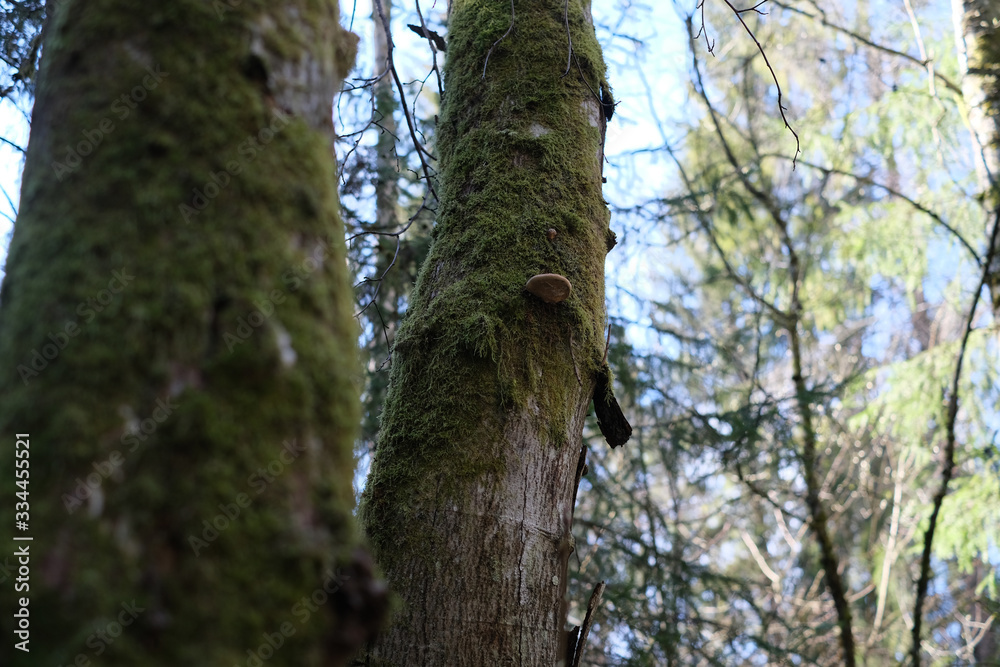 Mos covered trees in the shadow