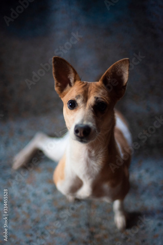 Portrait of a beautiful cute Indian breed domestic dog in a nice mood to play. Indian breed dogs © abir