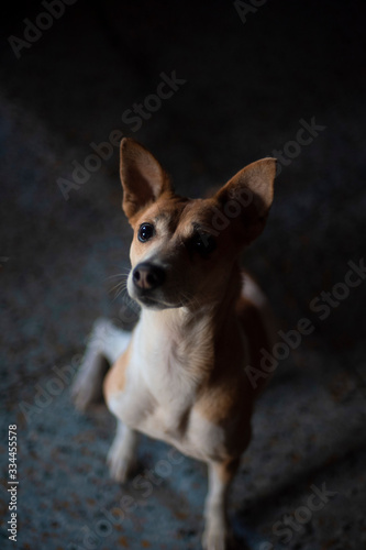 Portrait of a beautiful cute Indian breed domestic dog in a nice mood to play. Indian breed dogs