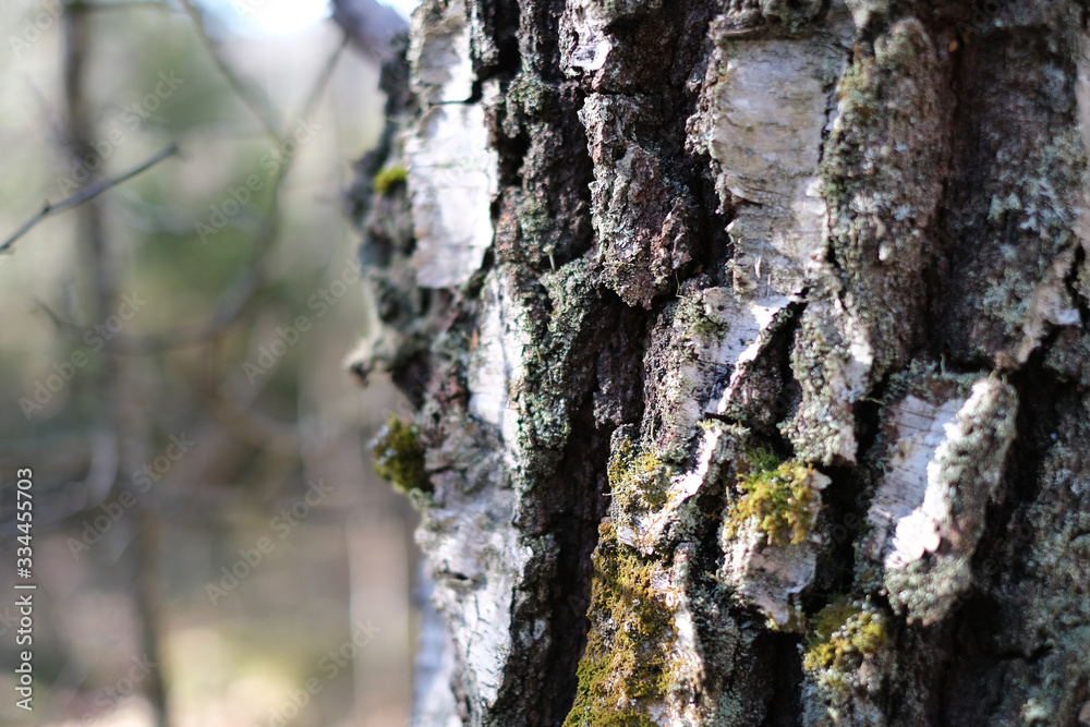 Birch bark closeup in the woods