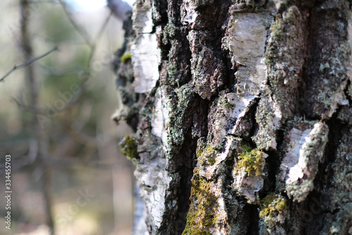 Fototapeta Naklejka Na Ścianę i Meble -  Birch bark closeup in the woods