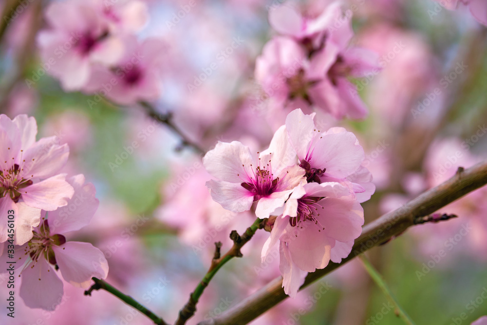 Obraz premium beautiful spring landscape - blooming trees, bright pink and white flowers as background