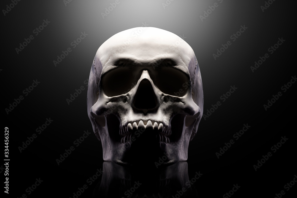 Front view of gypsum model of the human skull isolated on black background Front view of gypsum model of the human skull isolated on black background