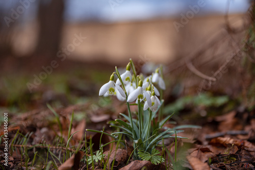 Snowdrop spring flowers. Delicate Snowdrop flower is one of the spring symbols telling us winter is leaving and we have warmer times ahead. Fresh green well complementing the white Snowdrop blossoms.