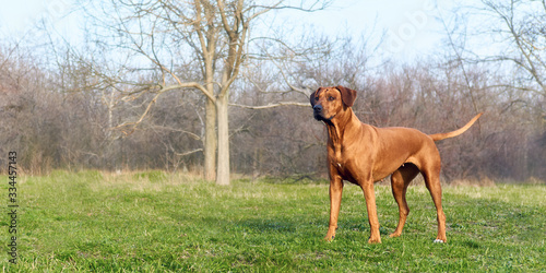 Rhodesian ridgeback hunting dog standing at forest meadow