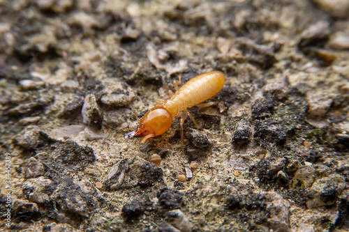 Close up of the small termite on decaying timber. The termite on the ground is searching for food to feed the larvae in the cavity.