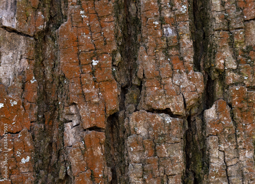 Obraz premium Oak bark macro, tree trunk close-up, texture, wallpaper