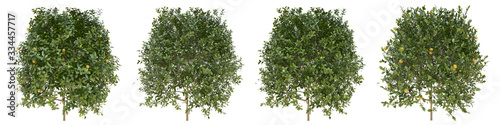 Orange young grown real trees isolated on alpha channel with clipping path. Citrus × Sinensis in all seasons.3d rendering for digital composition. © photchara