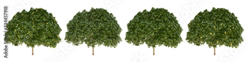 Orange middle-size real trees isolated on alpha channel with clipping path. Citrus × Sinensis in all seasons.3d rendering for digital composition.