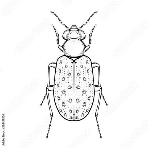 Hand drawn bug in vintage style. Beetles vector illustration isolated on white background. Retro tattoo design, astrology, alchemy, magic symbol. photo