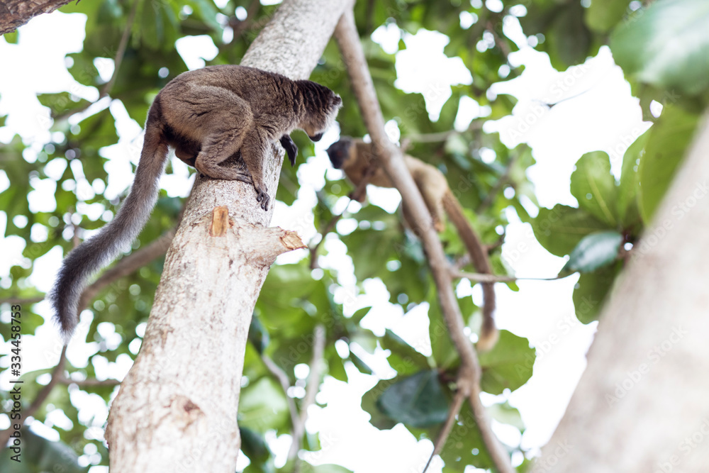 Obraz premium Maki de mayotte 4