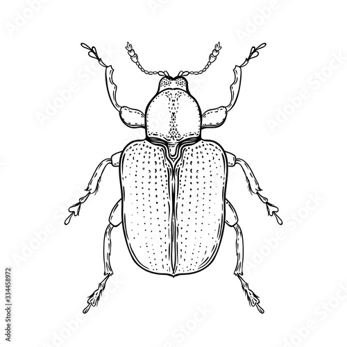 Hand drawn bug in vintage style. Beetles vector illustration isolated on whit...