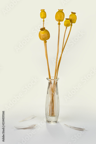 Dry up poppy seed in a vase on a white