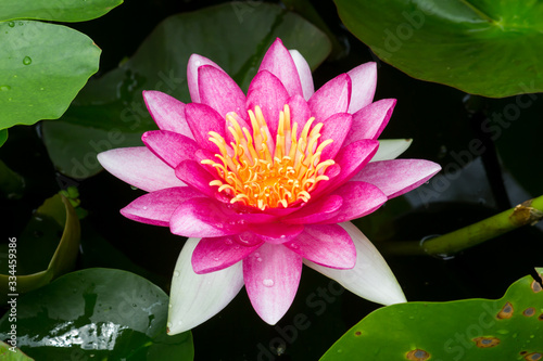 Beautiful lotus flower or Water lily on the water in a park close-up.