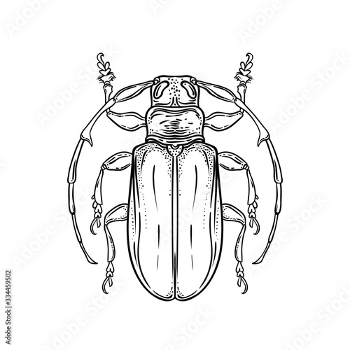 Hand drawn bug in vintage style. Beetles vector illustration isolated on whit...
