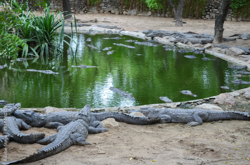 Crocodiles or true crocodiles are large semiaquatic reptiles that live throughout the tropics in Africa, Asia, the Americas and Australia. Crocodiles or true crocodiles are large semiaquatic reptiles that live throughout the tropics in Africa, Asia, the Americas and Australia.