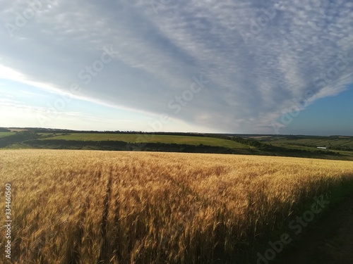 landscape with wheat field and blue sky