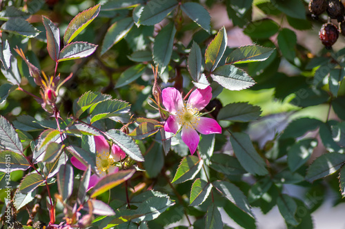 Rosa glauca rubrifolia red-leaved rose in bloom, beautiful ornamental redleaf flowering deciduous shrub, spring flowers photo