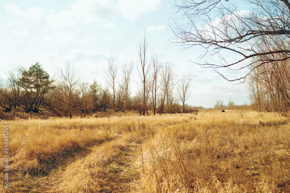 Spring landscape. Leafless trees in a field with yellow dry grass on a sunny spring day Spring landscape. Leafless trees in a field with yellow dry grass on a sunny spring day