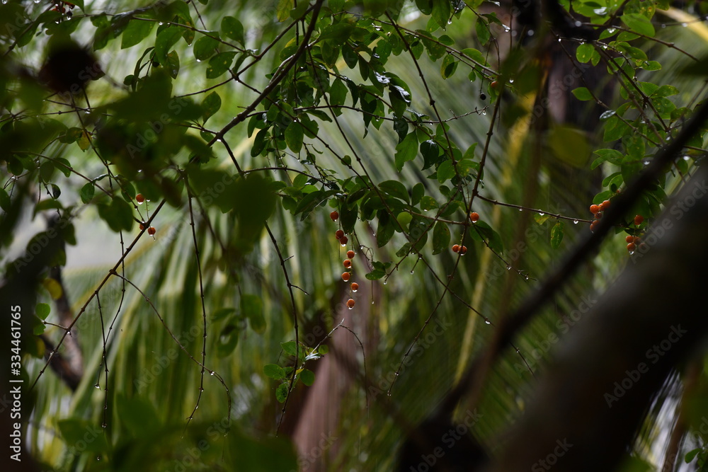 Fototapeta premium branch with fruits in tropical rain on a dark background