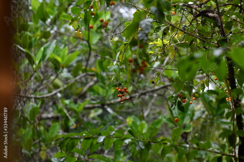 branch with fruits in tropical rain on a dark background