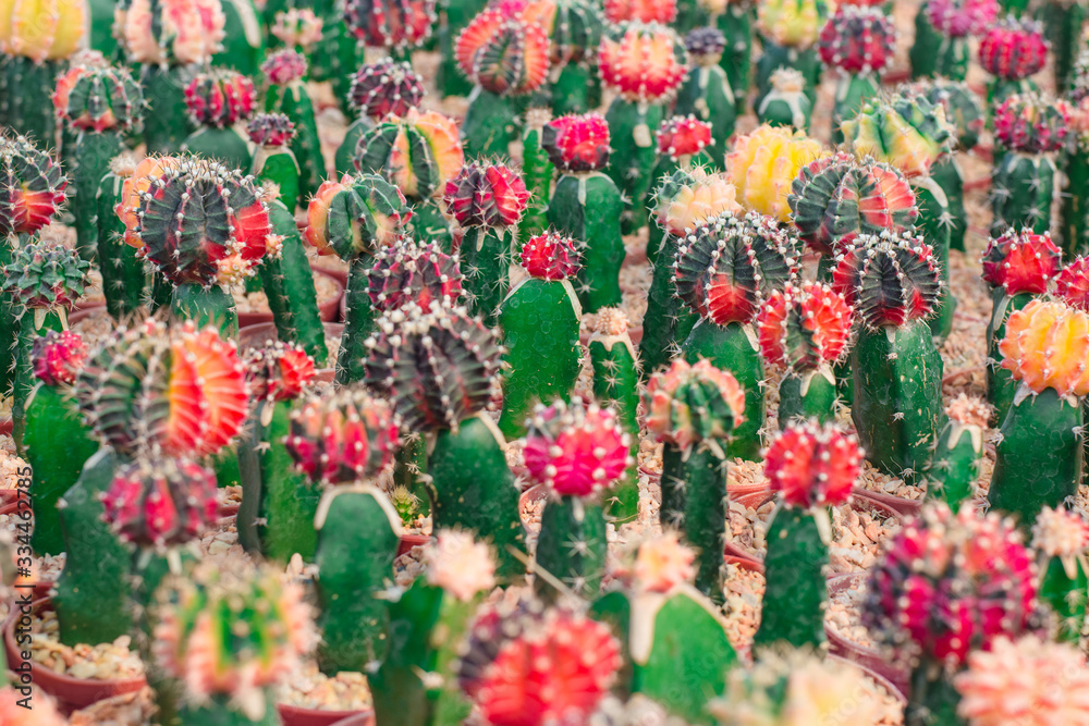 Varies of small colorful cactus grow on cultivation bowl in green house Varies of small colorful cactus grow on cultivation bowl in green house