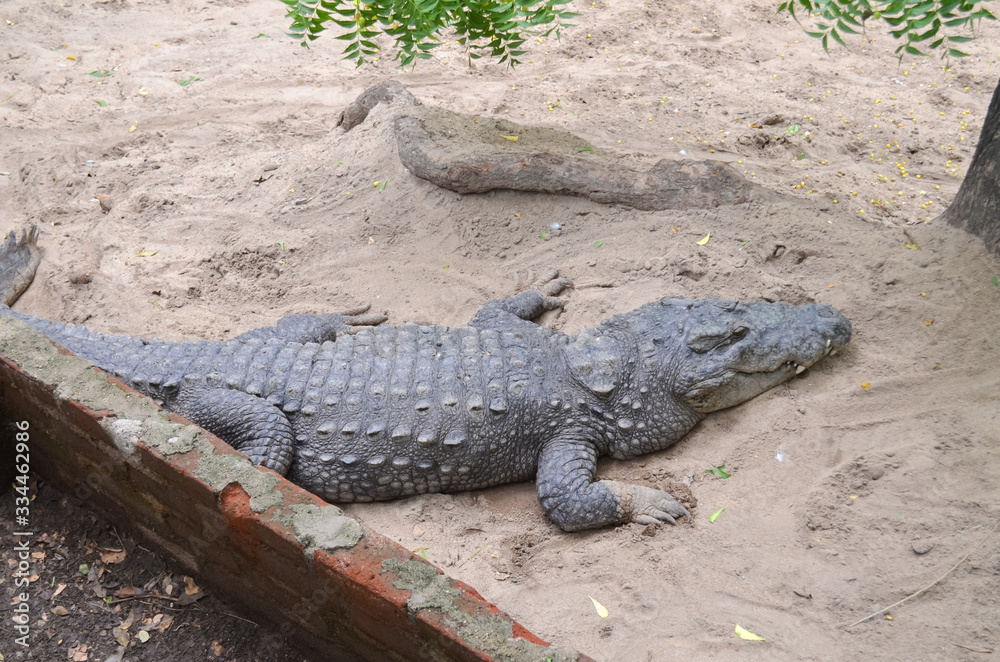 Crocodiles or true crocodiles are large semiaquatic reptiles that live throughout the tropics in Africa, Asia, the Americas and Australia. Crocodiles or true crocodiles are large semiaquatic reptiles that live throughout the tropics in Africa, Asia, the Americas and Australia.