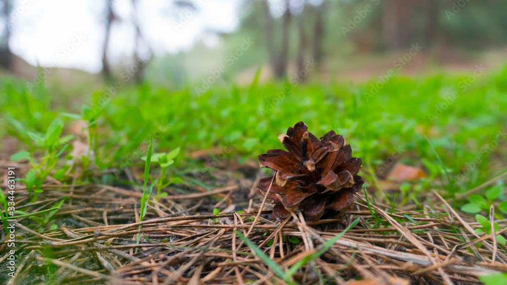a pine cone close up a pine cone close up