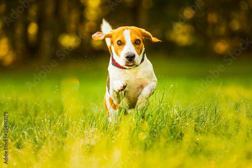 Happy dog running through a green vivid meadow towards camera.