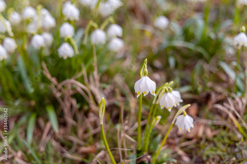 Beautiful blooming of White spring snowflake flowers in springtime. Snowflake also called Summer Snowflake or Loddon Lily or Leucojum vernum on a beautiful background of similar flowers in the forest © Eliška