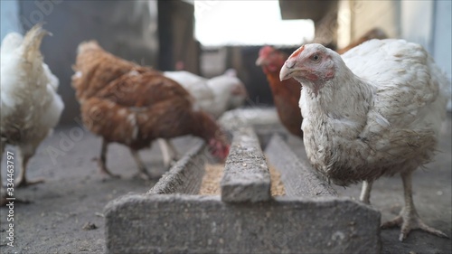 Foto Domestic chicken hens and ducks eat sharing food from a feeding trough at farm poultry yard