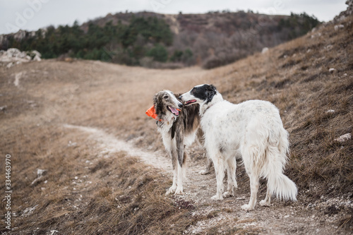 Russian wolfhound dog couple on top the hill © mooseshop