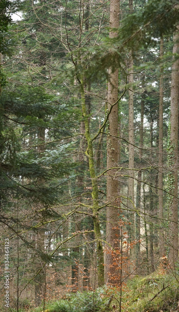 Fototapeta premium Moosbedeckter schöner Baum