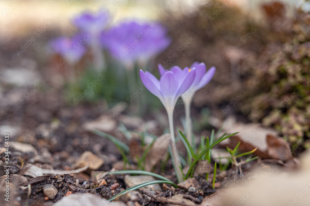 Blooming violet purple crocuses in spring. Blooming violet purple crocuses in spring.
