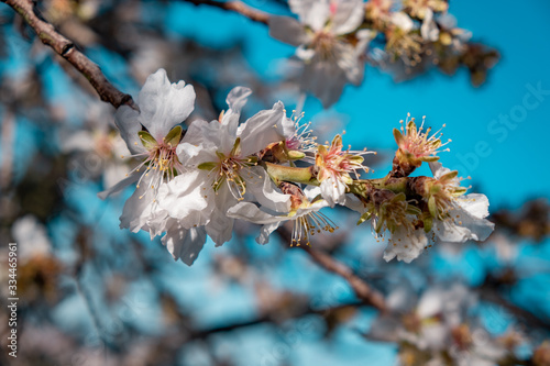 Flowering almonds, cherry, tree branch and white flowers with petals in spring. With blue sky background and sun light. Closeup stock photo
