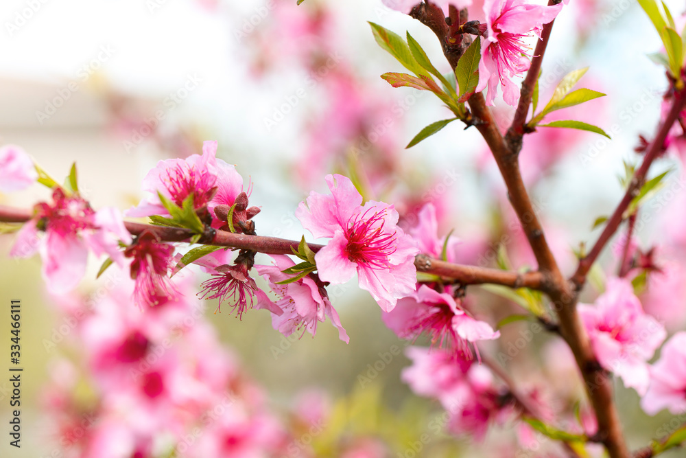 spring flowers, colorful flowers background. spring fruit trees, blooming.