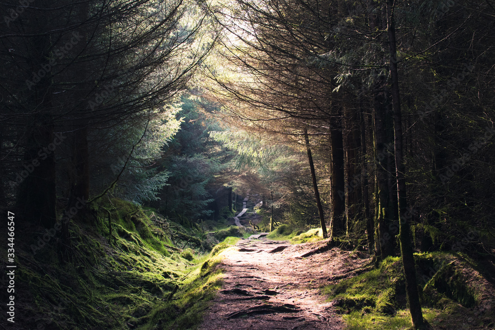 Obraz premium Camino por el bosque con luz del sol entrando entre los árboles en Irlanda