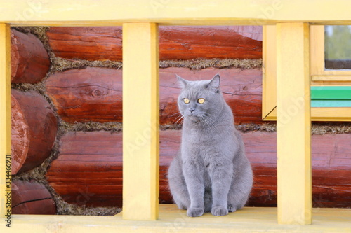 A British shorthair cat sitting on the wooden bench by the window in terrace. 