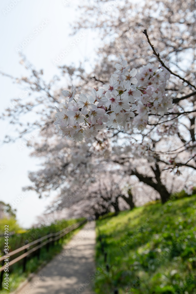 権現堂桜堤 埼玉県幸手市