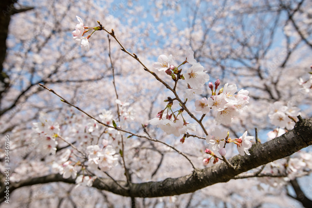 桜と青空 権現堂桜堤にて 埼玉県幸手市