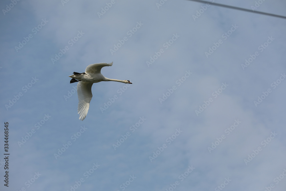 Schwan beim fliegen durch Stromleitungen