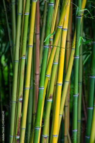 Fototapeta Naklejka Na Ścianę i Meble -  Bambusrohrpflanzen