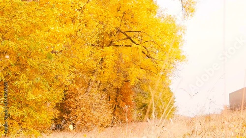 Ukraine, Kiev. Route E95. 10.10.18 A big truck is driving along a beautiful autumn road in slow motion. Yellow foliage showered from trees. HD photo