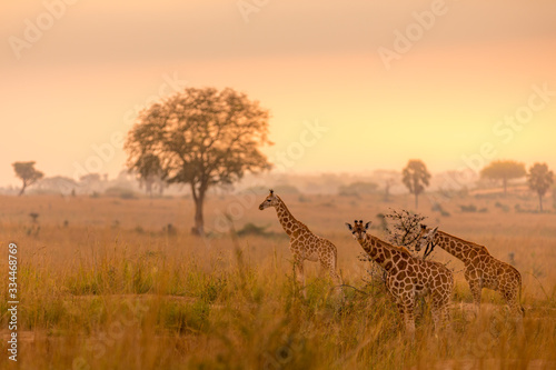 A tower Rothschild's giraffe ( Giraffa camelopardalis rothschildi) in a beautiful light at sunrise, Murchison Falls National Park, Uganda.