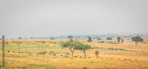 A herd of african buffalo or Cape buffalo (Syncerus caffer) in a beautiful landscape, Murchison Falls National Park, Uganda.