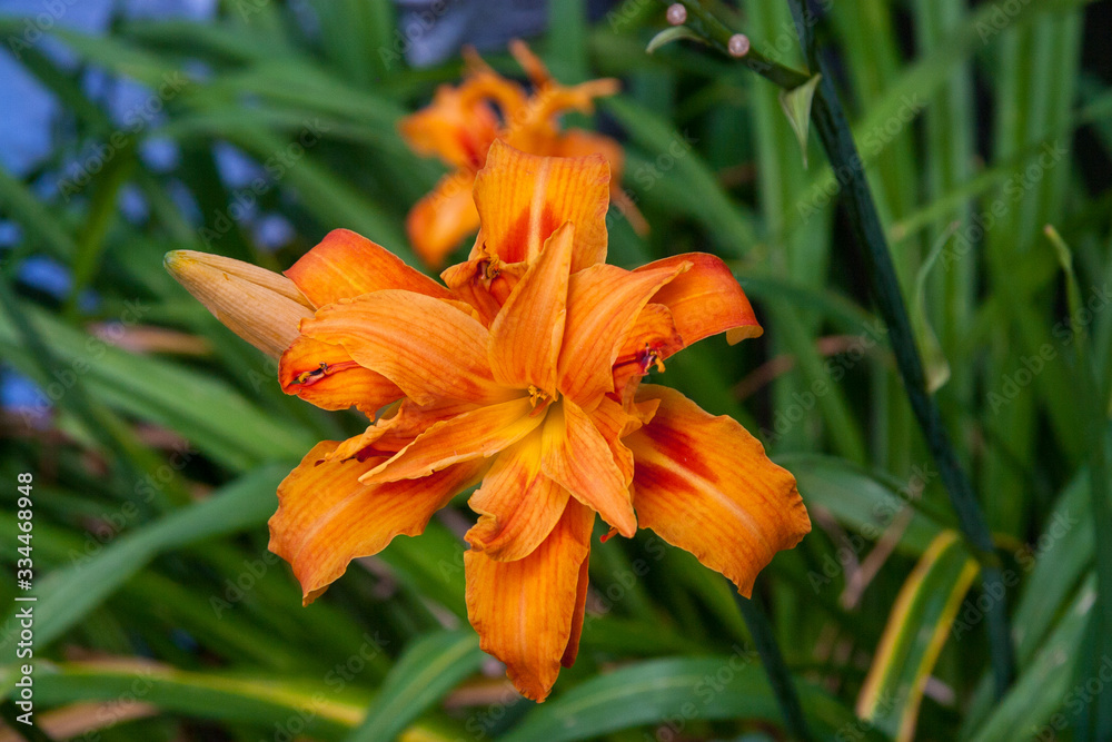 Obraz premium Orangefarbene Lilie